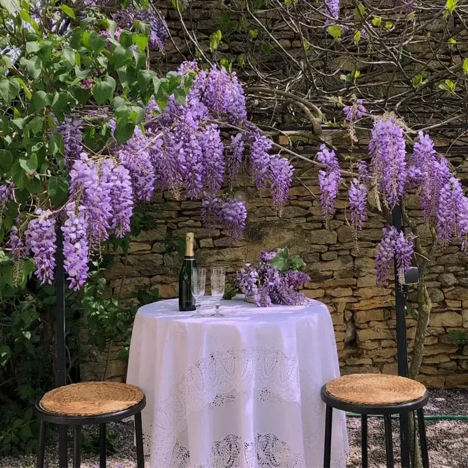 Table ronde dressée sous une glycine violette devant un mur en pierre