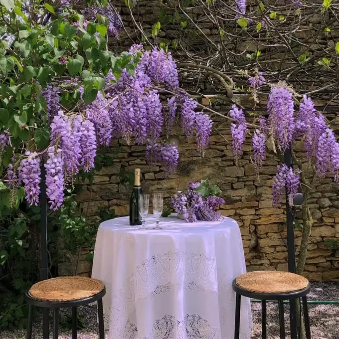 Table ronde dressée sous une glycine violette devant un mur en pierre.